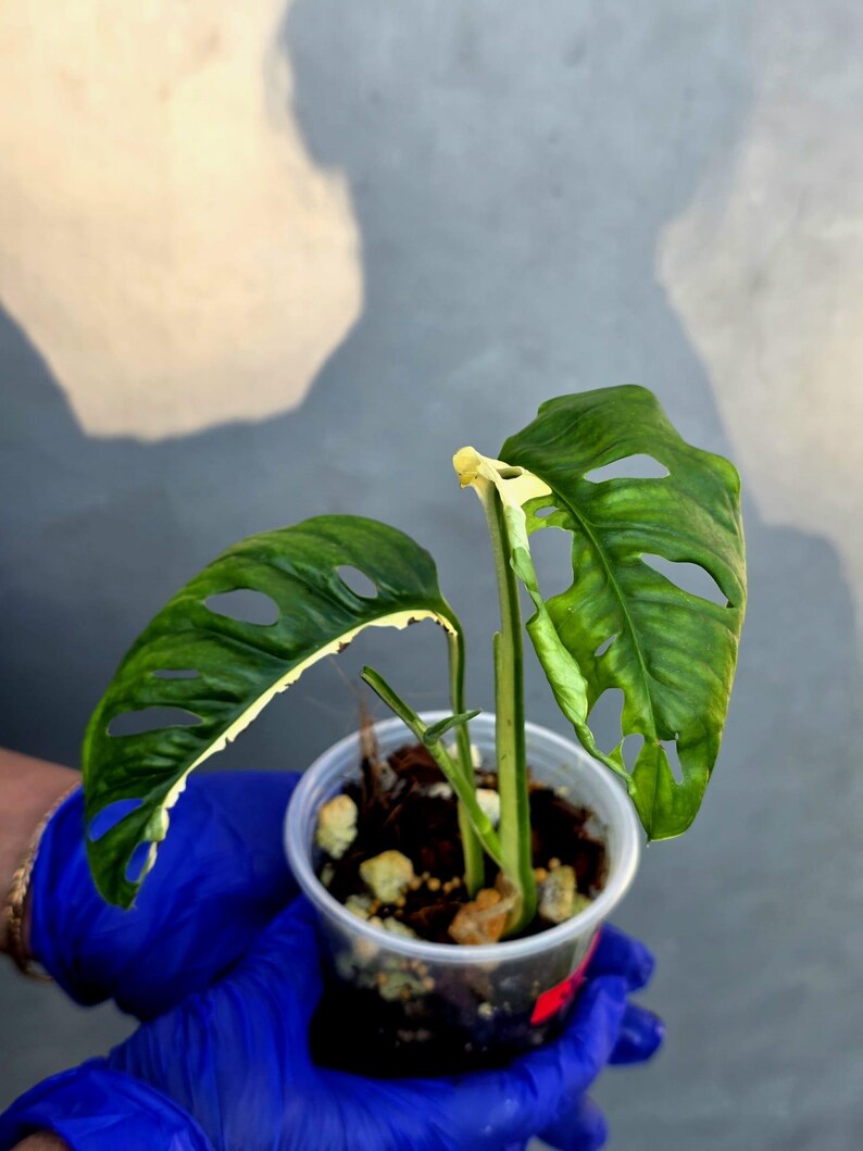 Variegated Monstera Adansonii Albo - Rare Exact Plant - (June-22-125-)