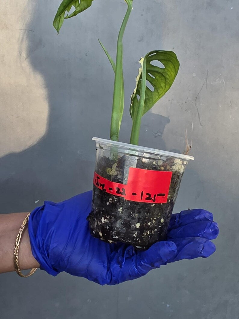 Variegated Monstera Adansonii Albo - Rare Exact Plant - (June-22-125-)