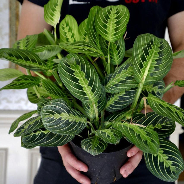 Live Lemon Lime Maranta Prayer Plant