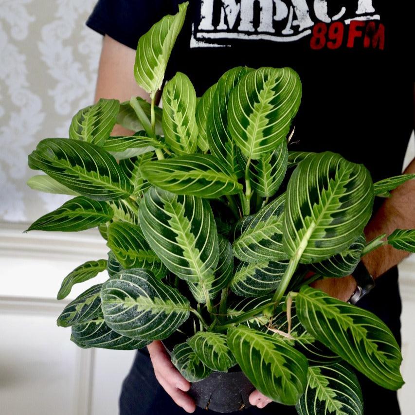 Live Lemon Lime Maranta Prayer Plant