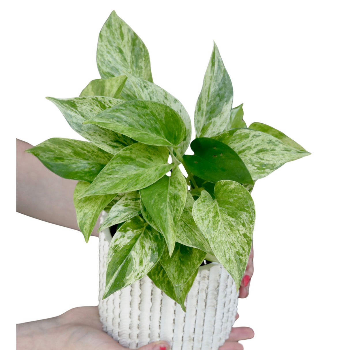 Marble Queen Pothos Plant in a 3" Nursery Pot- Indoor Vining Houseplants - Marble Pothos