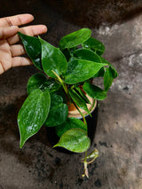 Jade Heart Leaf Philodendron in a 4" Nursery Pot - Philodendron Hederaceum - Vining Houseplant - Low-Light Indoor Plant