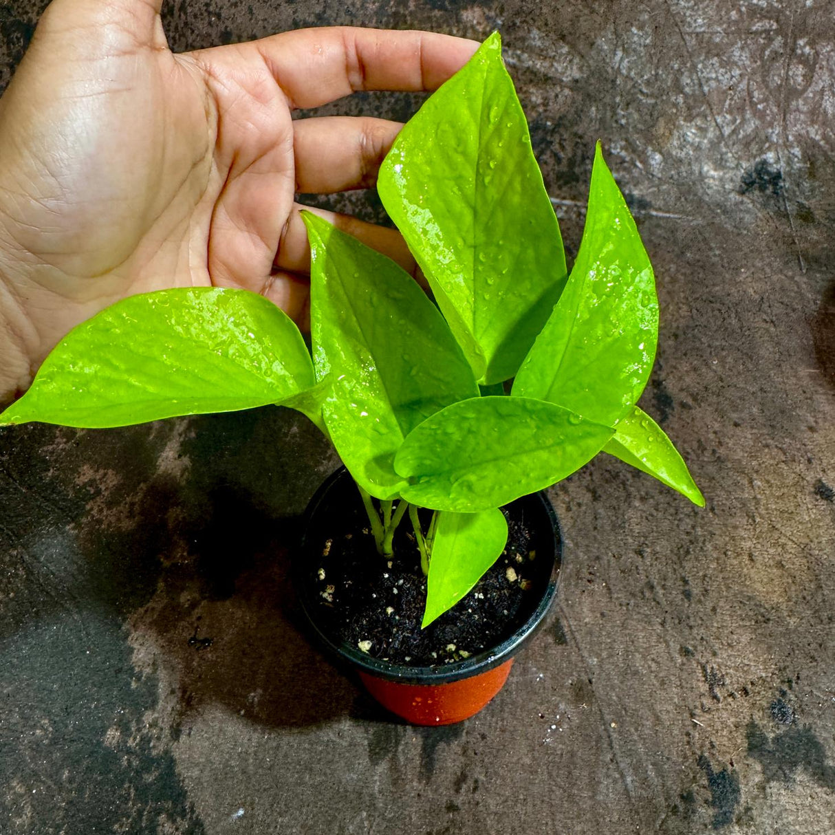 Neon Pothos in a 3" Nursery Pot - Easy Care Low Light Live Plant - Neon Pothos Houseplant
