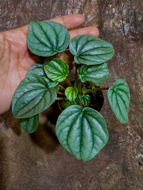 Peperomia Frost in a 2" Nursery Pot - Silver Ripple Peperomia- Low-Maintenance Indoor Plant