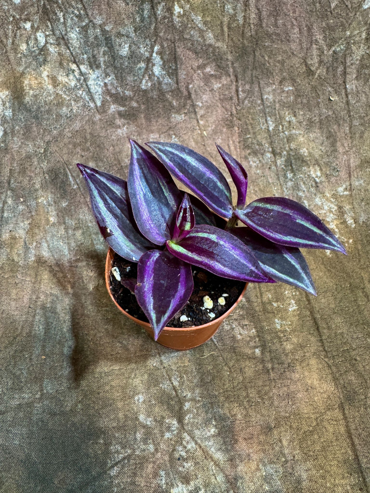 Tradescantia Purple Wandering Jew in a 2" Nursery Pot - Purple Queen Plant - Low Maintenance Indoor Plant - Trailing Houseplant