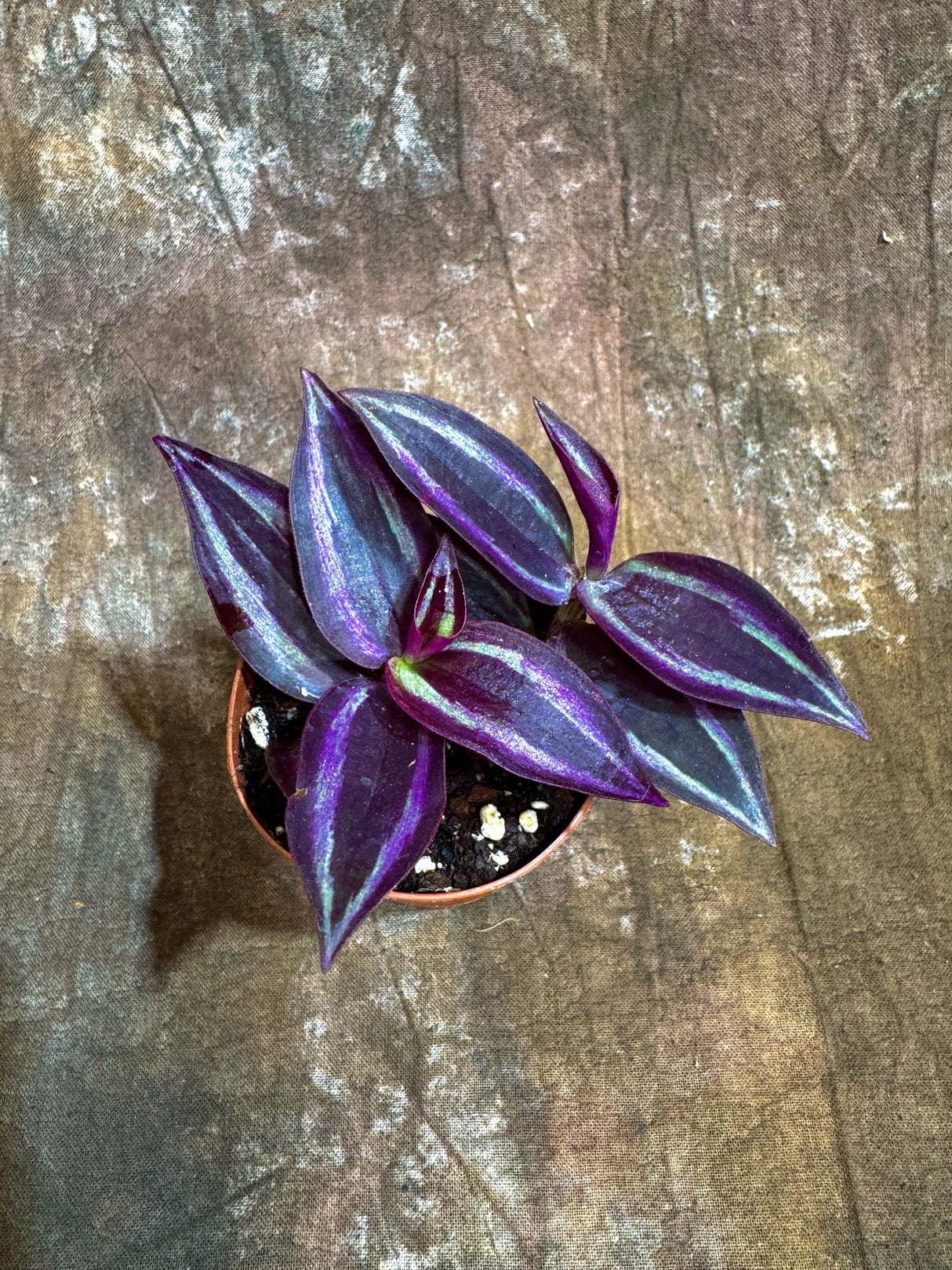Tradescantia Purple Wandering Jew in a 2" Nursery Pot - Purple Queen Plant - Low Maintenance Indoor Plant - Trailing Houseplant