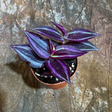 Tradescantia Purple Wandering Jew in a 2" Nursery Pot - Purple Queen Plant - Low Maintenance Indoor Plant - Trailing Houseplant