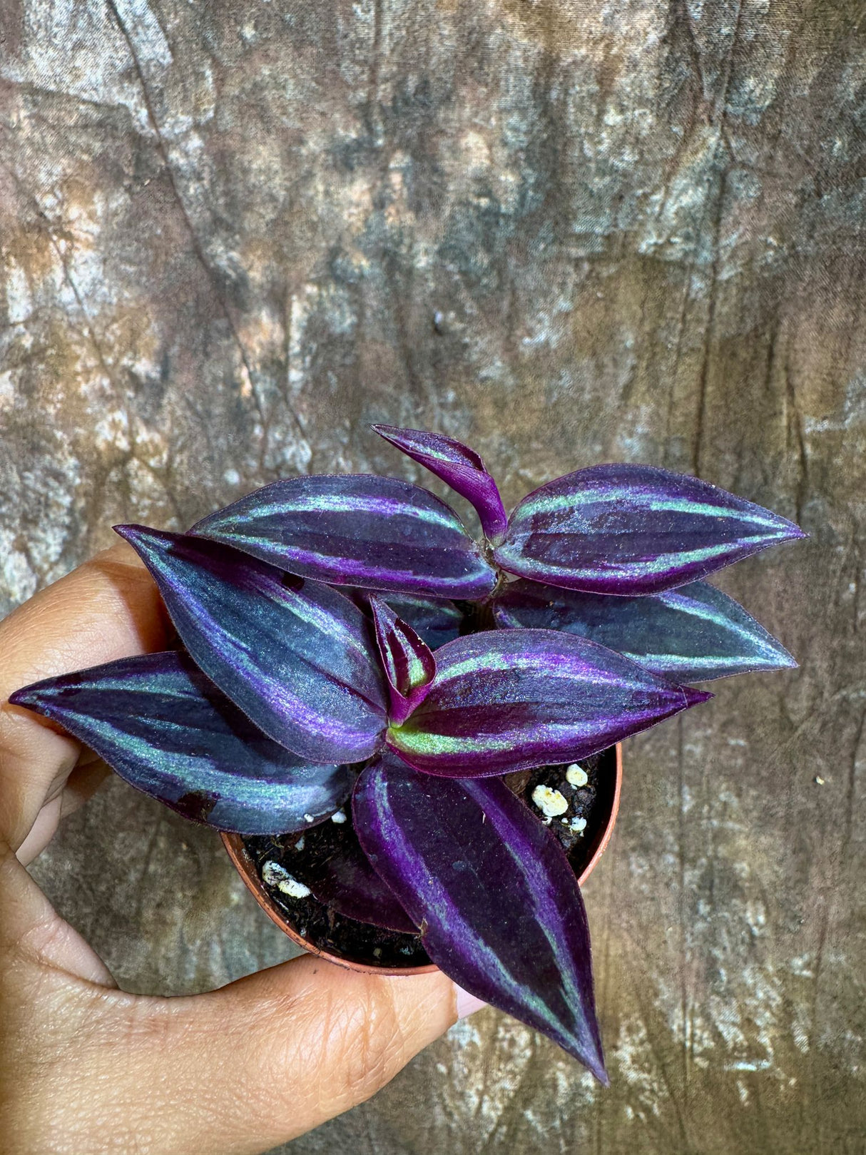 Tradescantia Purple Wandering Jew in a 2" Nursery Pot - Purple Queen Plant - Low Maintenance Indoor Plant - Trailing Houseplant