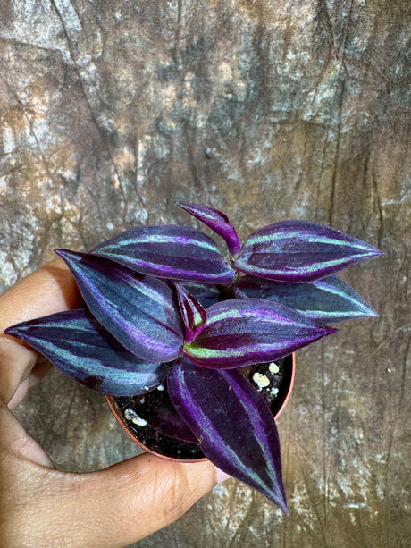 Tradescantia Purple Wandering Jew in a 2" Nursery Pot - Purple Queen Plant - Low Maintenance Indoor Plant - Trailing Houseplant