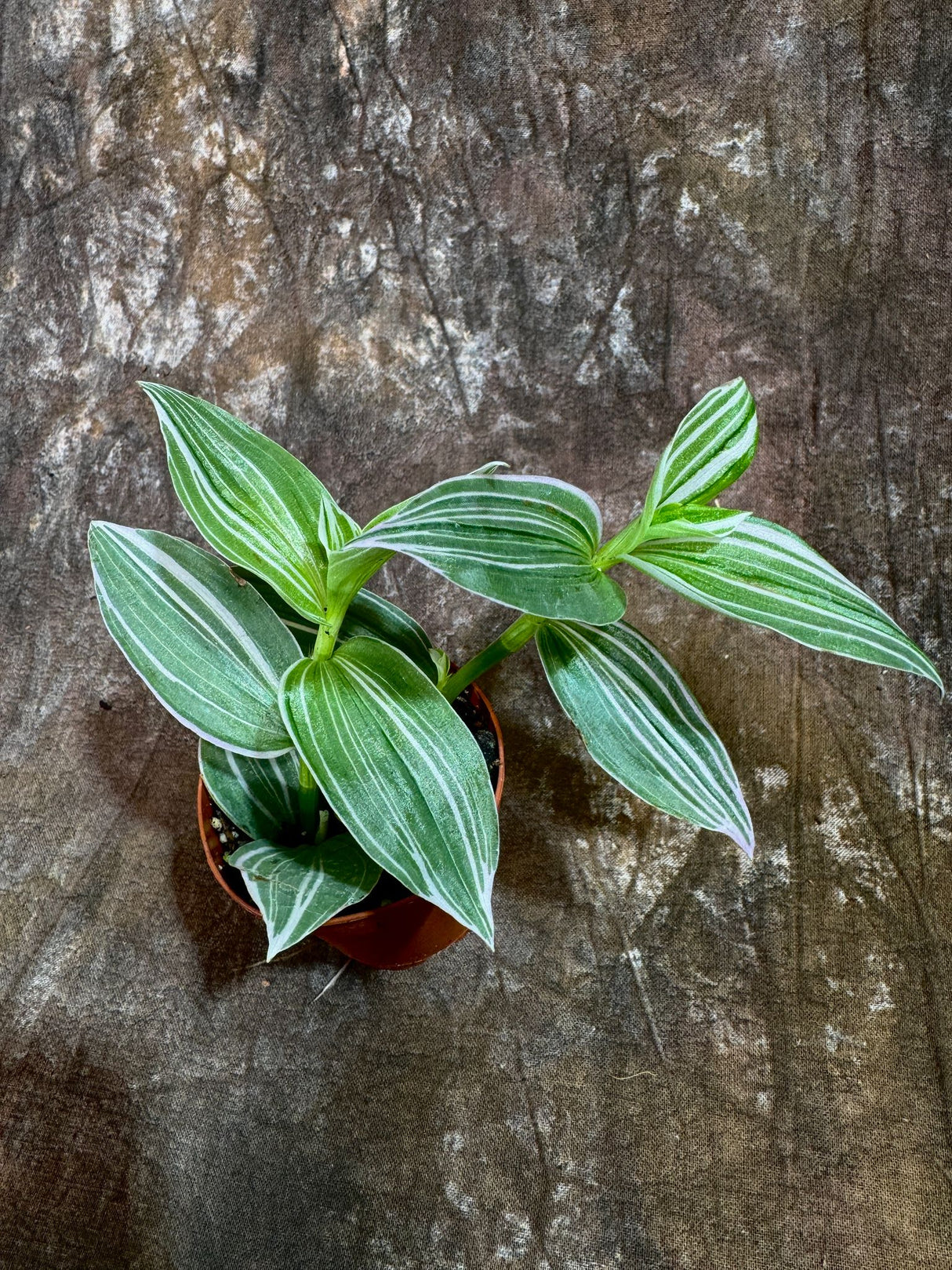 Tradescantia Fluminensis Variegated in a 2" Nursery Pot - Tradescantia Pistachio White - White Zebra Plant - Tradescantia Albiflora Variegated -Trailing Houseplant