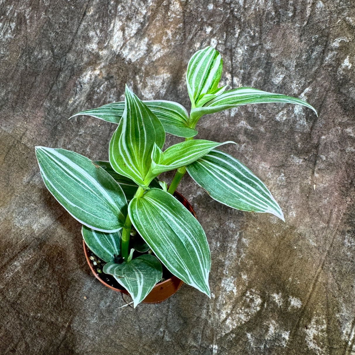 Tradescantia Fluminensis Variegated in a 2" Nursery Pot - Tradescantia Pistachio White - White Zebra Plant - Tradescantia Albiflora Variegated -Trailing Houseplant