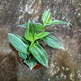 Tradescantia Fluminensis Variegated in a 2" Nursery Pot - Tradescantia Pistachio White - White Zebra Plant - Tradescantia Albiflora Variegated -Trailing Houseplant