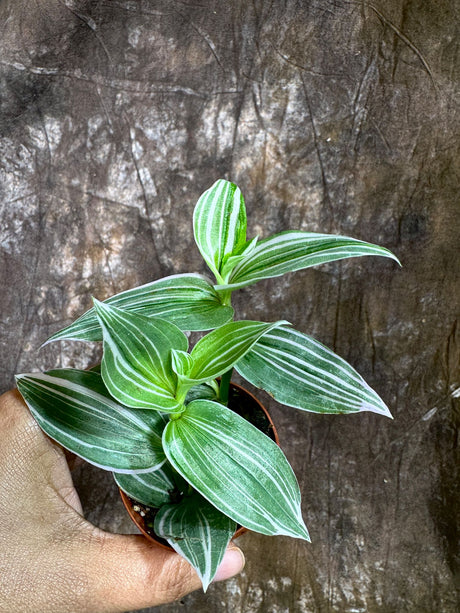 Tradescantia Fluminensis Variegated in a 2" Nursery Pot - Tradescantia Pistachio White - White Zebra Plant - Tradescantia Albiflora Variegated -Trailing Houseplant