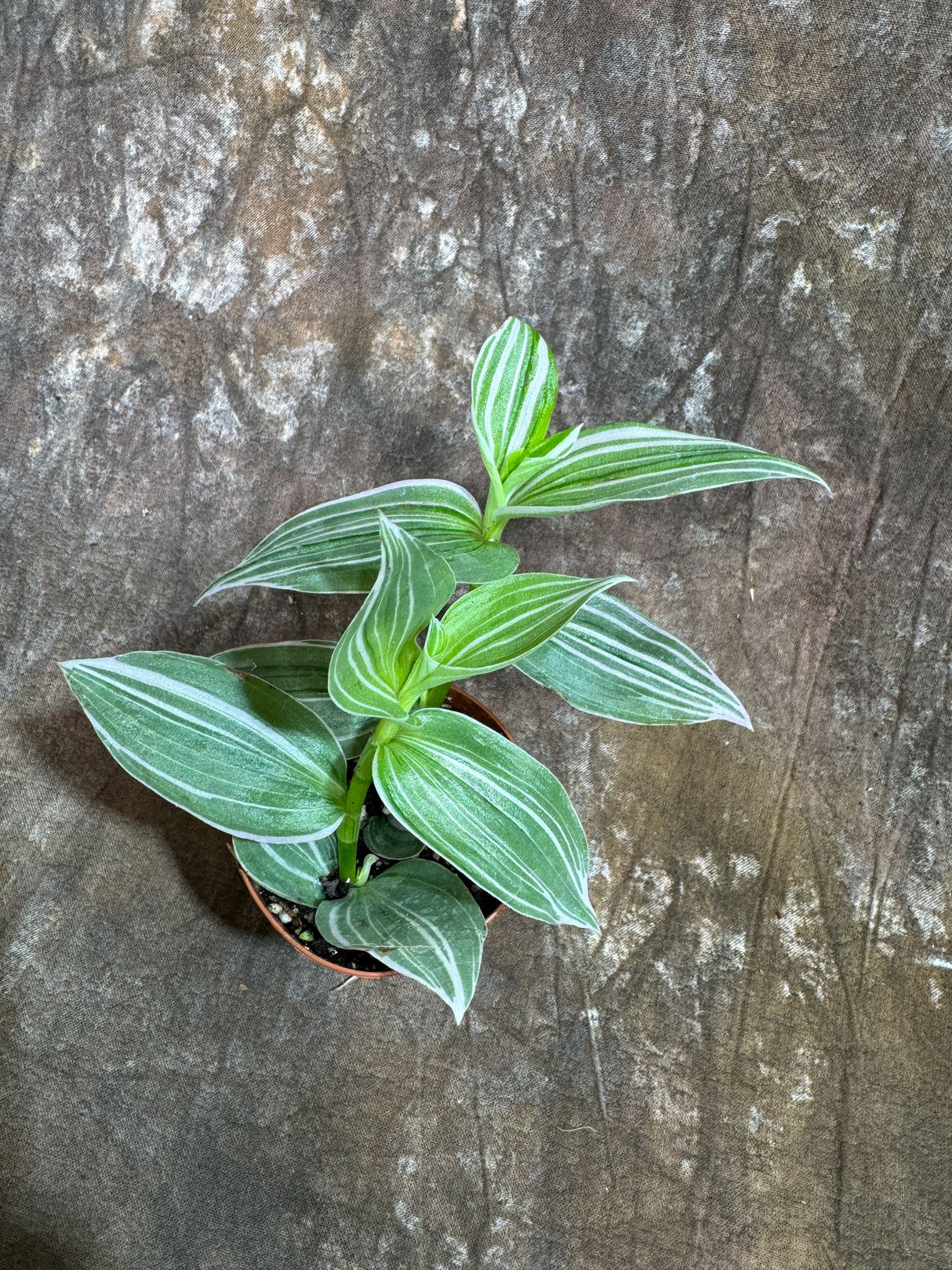 Tradescantia Fluminensis Variegated in a 2" Nursery Pot - Tradescantia Pistachio White - White Zebra Plant - Tradescantia Albiflora Variegated -Trailing Houseplant