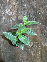 Tradescantia Fluminensis Variegated in a 2" Nursery Pot - Tradescantia Pistachio White - White Zebra Plant - Tradescantia Albiflora Variegated -Trailing Houseplant