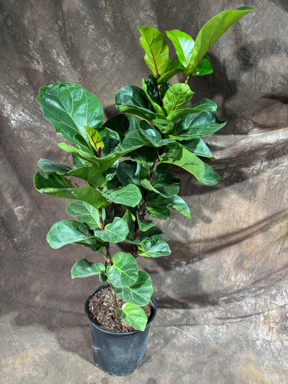 Fiddle Fig Tree in a 8" Nursery Pot - Ficus Lyrata - Low Maintenance Indoor Plant - Tall Houseplant - Air Purifying Plant