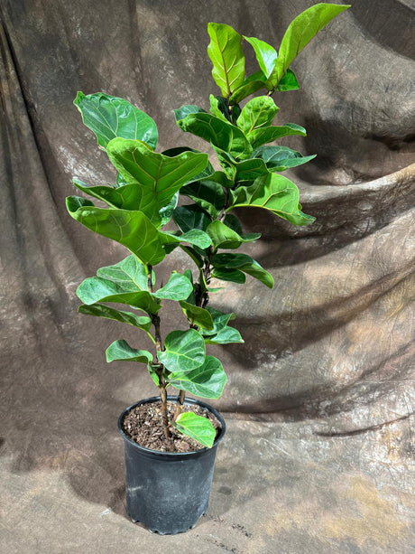 Fiddle Fig Tree in a 8" Nursery Pot - Ficus Lyrata - Low Maintenance Indoor Plant - Tall Houseplant - Air Purifying Plant