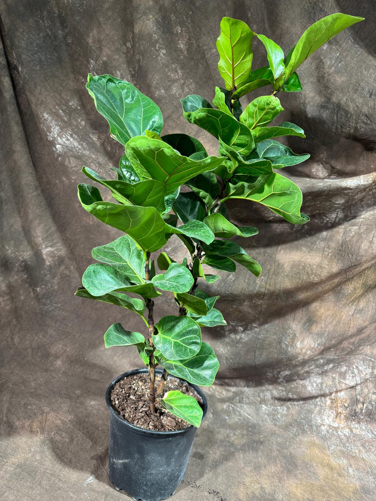 Fiddle Fig Tree in a 8" Nursery Pot - Ficus Lyrata - Low Maintenance Indoor Plant - Tall Houseplant - Air Purifying Plant