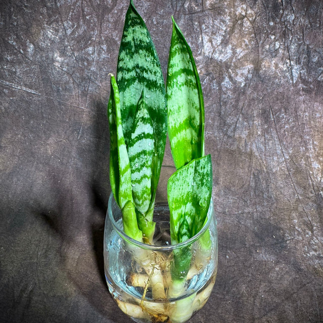 light green snake plant Sansevieria Zeylanica Baby Plant Cut - 2" Green Snake Plant Starter - Indoor Air Purifier Hardy Low Light Office Plants
