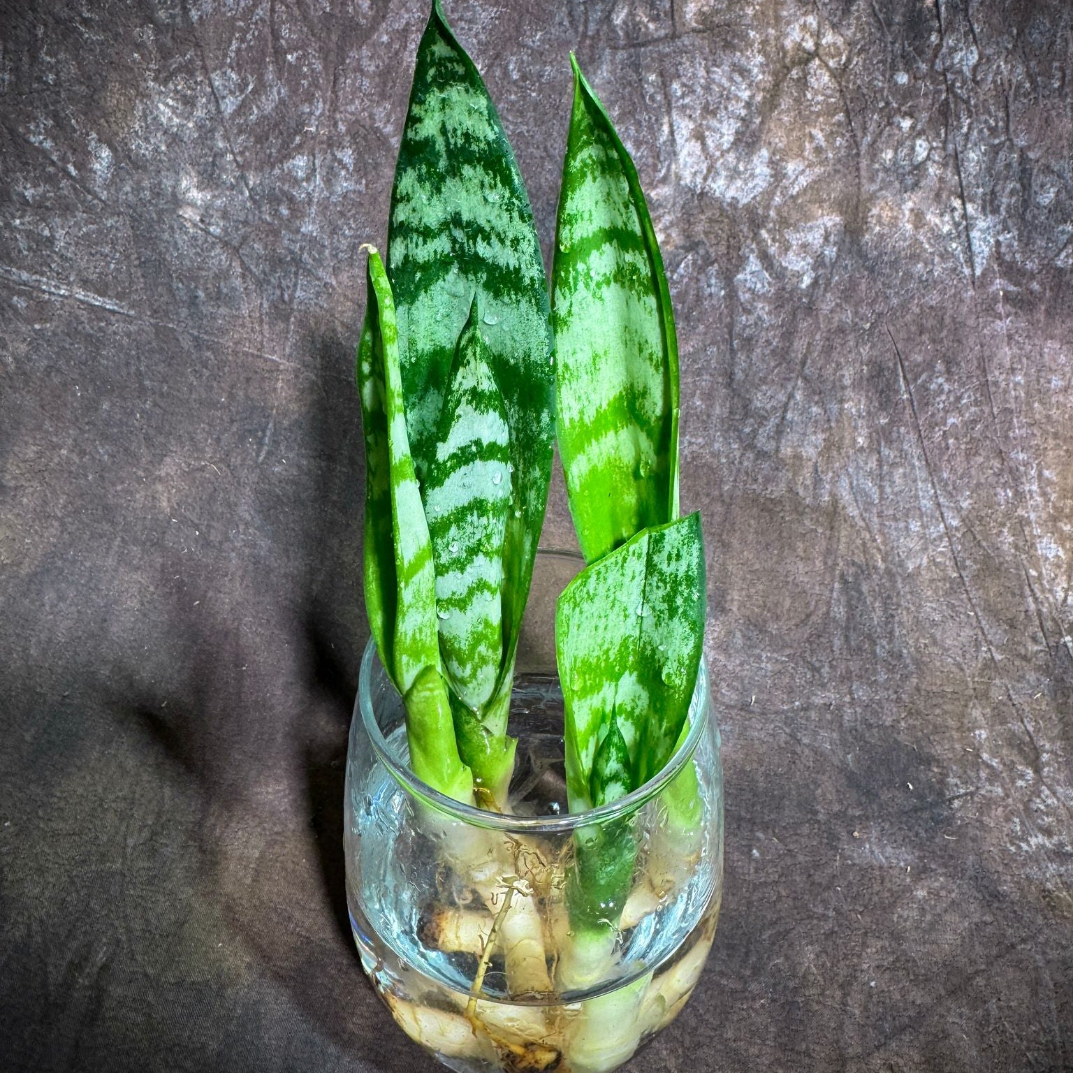 Sansevieria Zeylanica Baby Plant Cut - 2