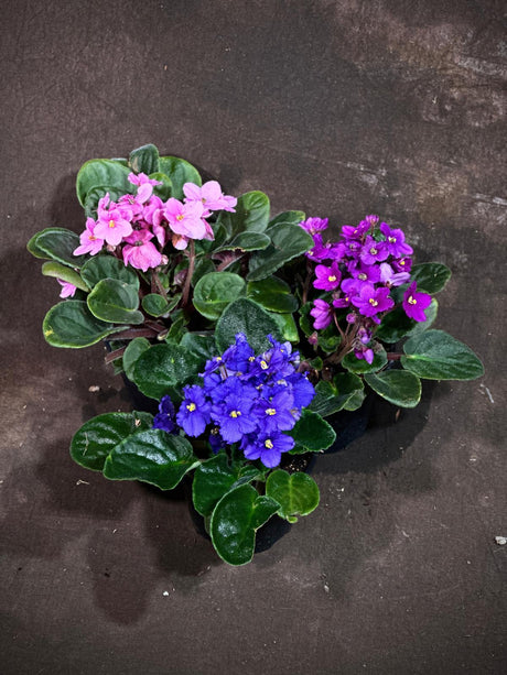 Set of 3 African Violets in a 4" Grow Pot – Blue, Purple & Pink Blooms – Indoor Plant Gift Set