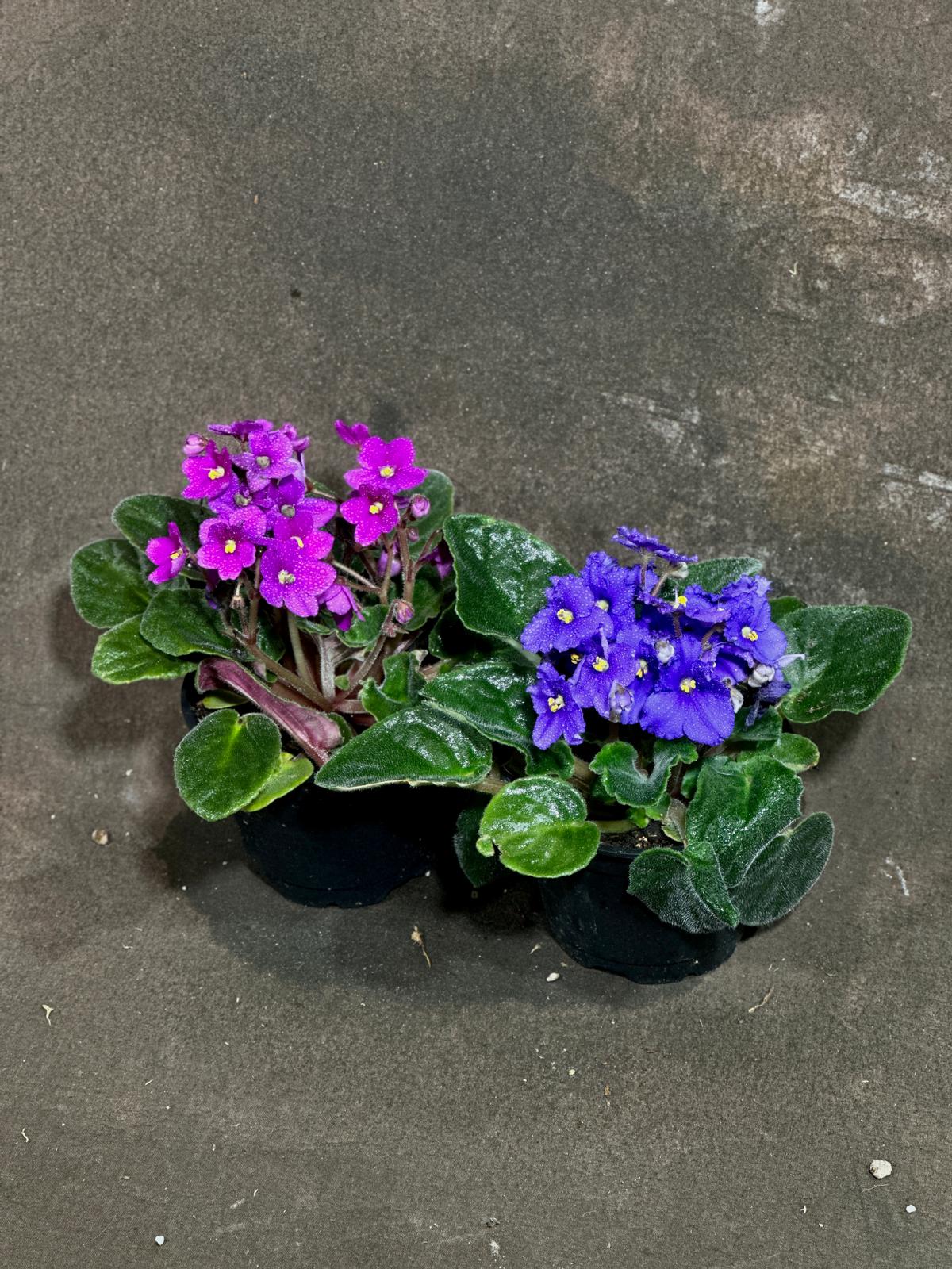 Set of 2 African Violets in a 4" Grow Pot – Blue & Purple Blooms – Indoor Plant Gift Set