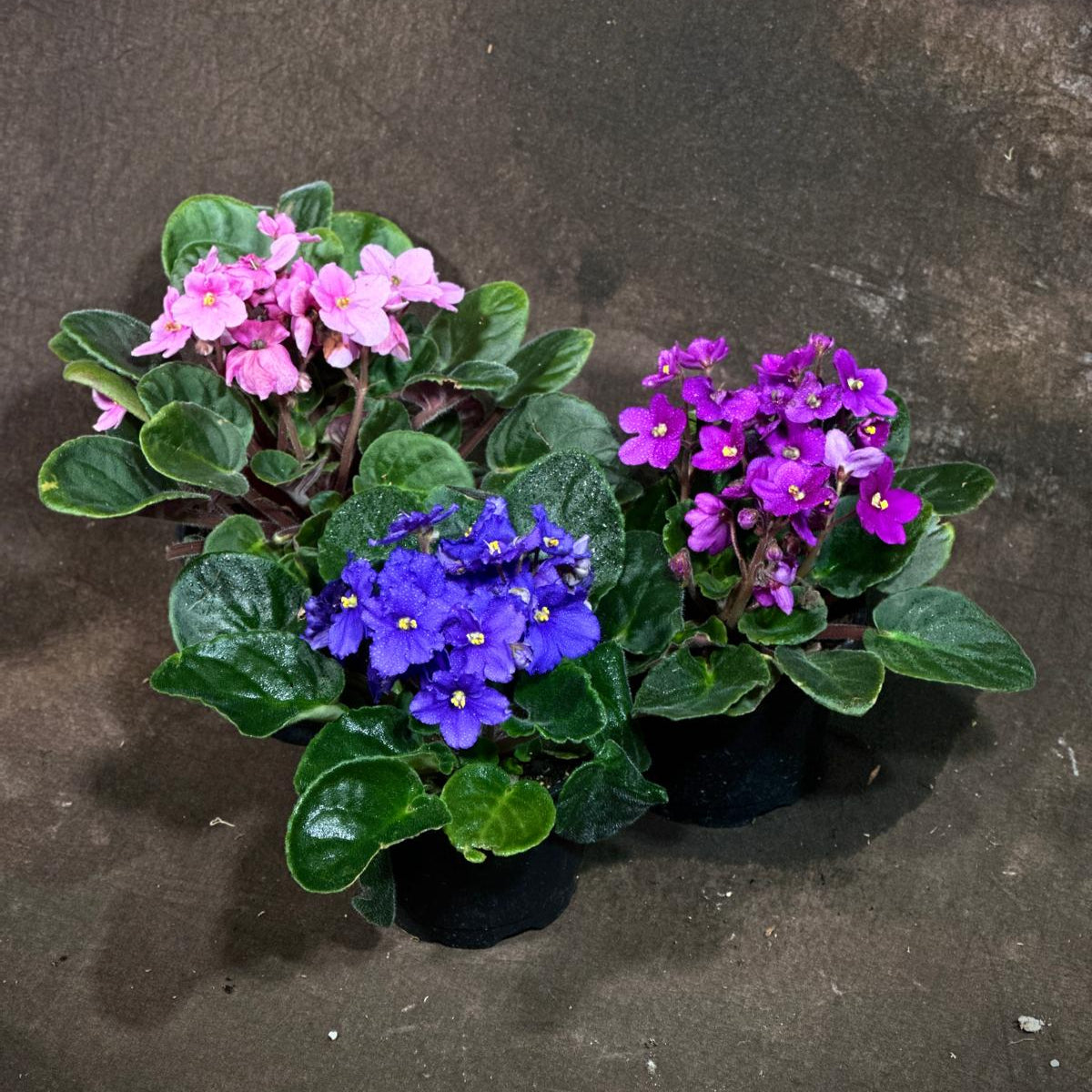 Set of 3 African Violets in a 4" Grow Pot – Blue, Purple & Pink Blooms – Indoor Plant Gift Set