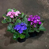 Set of 3 African Violets in a 4" Grow Pot – Blue, Purple & Pink Blooms – Indoor Plant Gift Set