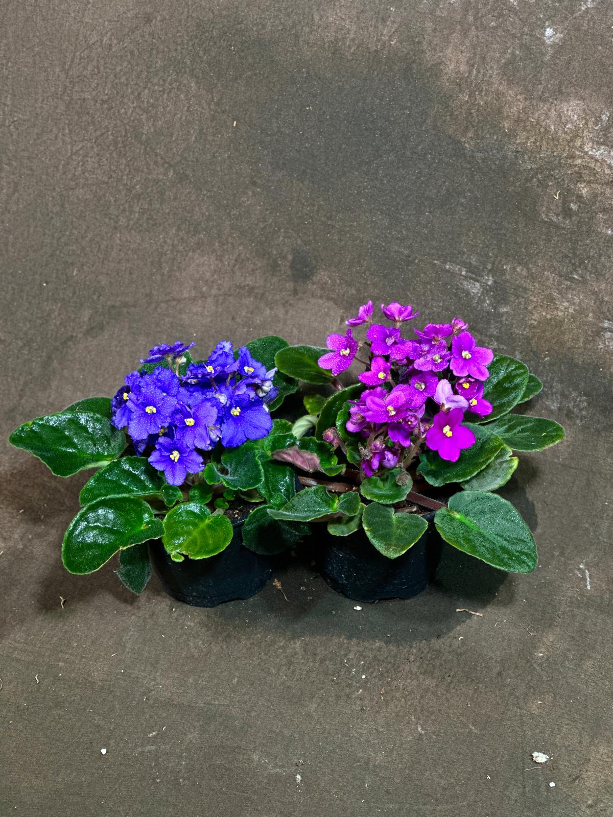 Set of 2 African Violets in a 4" Grow Pot – Blue & Purple Blooms – Indoor Plant Gift Set