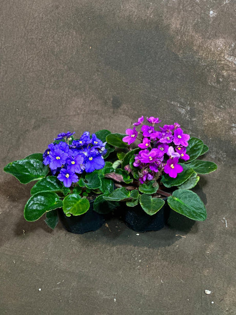 Set of 2 African Violets in a 4" Grow Pot – Blue & Purple Blooms – Indoor Plant Gift Set