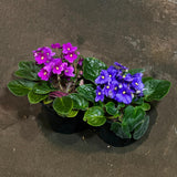 Set of 2 African Violets in a 4" Grow Pot – Blue & Purple Blooms – Indoor Plant Gift Set