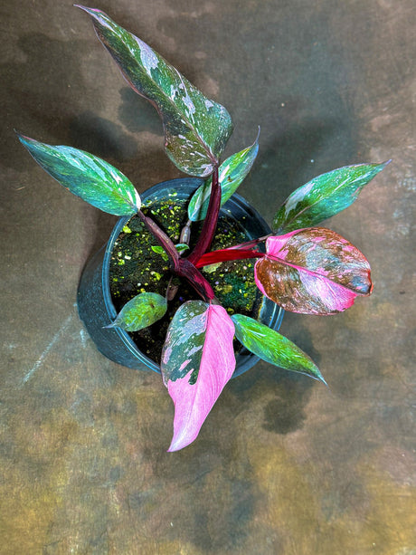 Philodendron Pink Princess Galaxy in a 6" Grow Pot - Variegated Live Pink Princess Marble - Rare Collector Plant