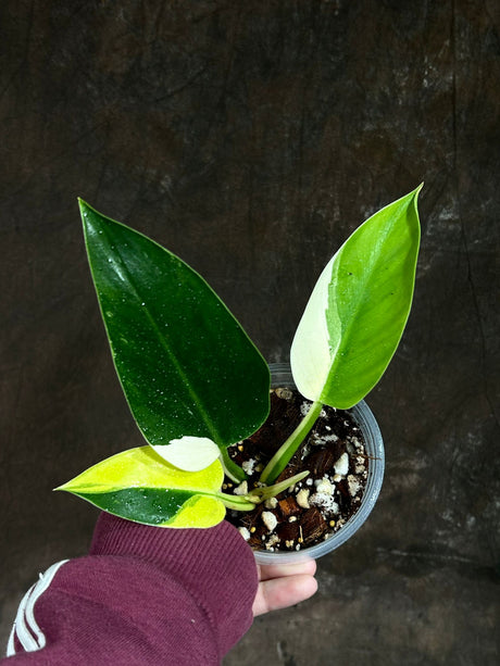 Super Rare Variegated Philodendron Green Congo in a Nursery Pot - Green Congo Original - Hard to Come By - Exact Same Plant - US Seller