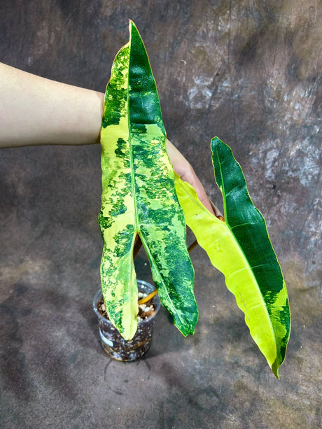 Super Rare Billietiae Variegated - Philodendron Variegated Billietiae Pot Large Levaes - Rare Collector Plant - Exact Same Plant - US Seller