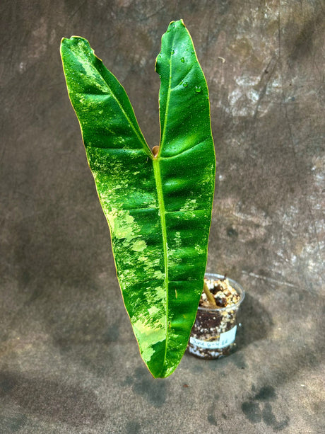 Super Rare Billietiae Variegated - Philodendron Variegated Billietiae Pot Large Levaes - Rare Collector Plant - Exact Same Plant - US Seller