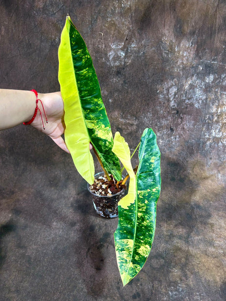 Super Rare Billietiae Variegated - Philodendron Variegated Billietiae Pot Large Levaes - Rare Collector Plant - Exact Same Plant - US Seller
