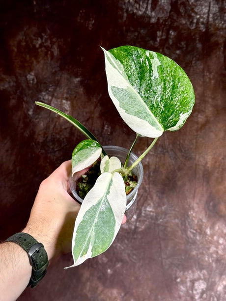 Variegated Monstera Albo Plant - Rare Indoor White Monstera Albo Borsigiana Plant - Baby Leaf Plant - Indoor Plant - EXACT Plant - US Seller