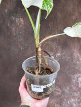 Variegated Monstera Albo Plant - Rare Indoor White Monstera Albo Borsigiana Plant - Baby Leaf Plant - Indoor Plant - EXACT Plant - US Seller