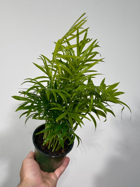 Parlor Palm Indoor Plant in a 3" Grow Pot - Chamaedorea Elegans- Easy Care Low Light Houseplant - Air Purifier Plant in pot