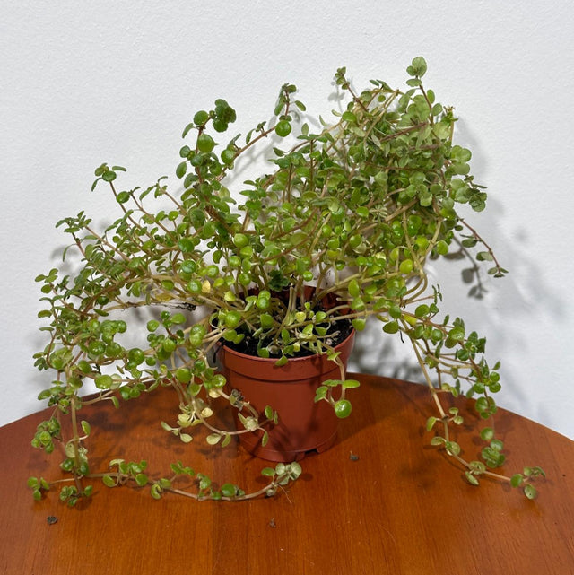 pilea succulent Pilea Depressa Baby Tears in 2" Nursery Pot - Indoor Plant