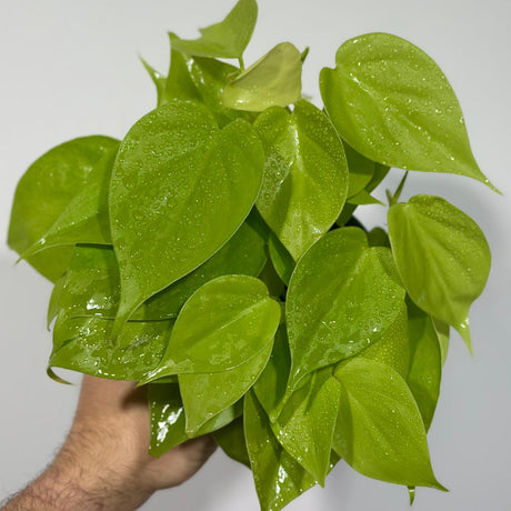 Lemon Lime Philodendron- Neon Philodendron in 4" Nursery Pot - Philodendron Cordatum - Hederaceum - Lemon Lime - Neon Cordatum
