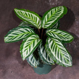 Live Calathea Makoyana in 4"Grow Pot - Peacock Calathea - Air Purifier Houseplant - Low light Indoor Plants - Best Office Plants
