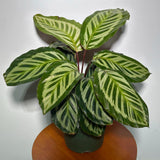 Live Calathea Makoyana in 4"Grow Pot - Peacock Calathea - Air Purifier Houseplant - Low light Indoor Plants - Best Office Plants