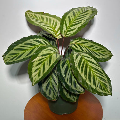Live Calathea Makoyana in 4"Grow Pot - Peacock Calathea - Air Purifier Houseplant - Low light Indoor Plants - Best Office Plants