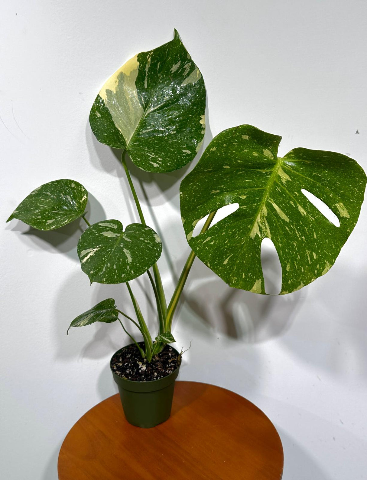 Monstera Thai Constellation in 4" Grow Pot - Live Tropical Aroid Plant - Perfect Houseplant - Variegated Indoor Plant for Gift - Rooted Plant