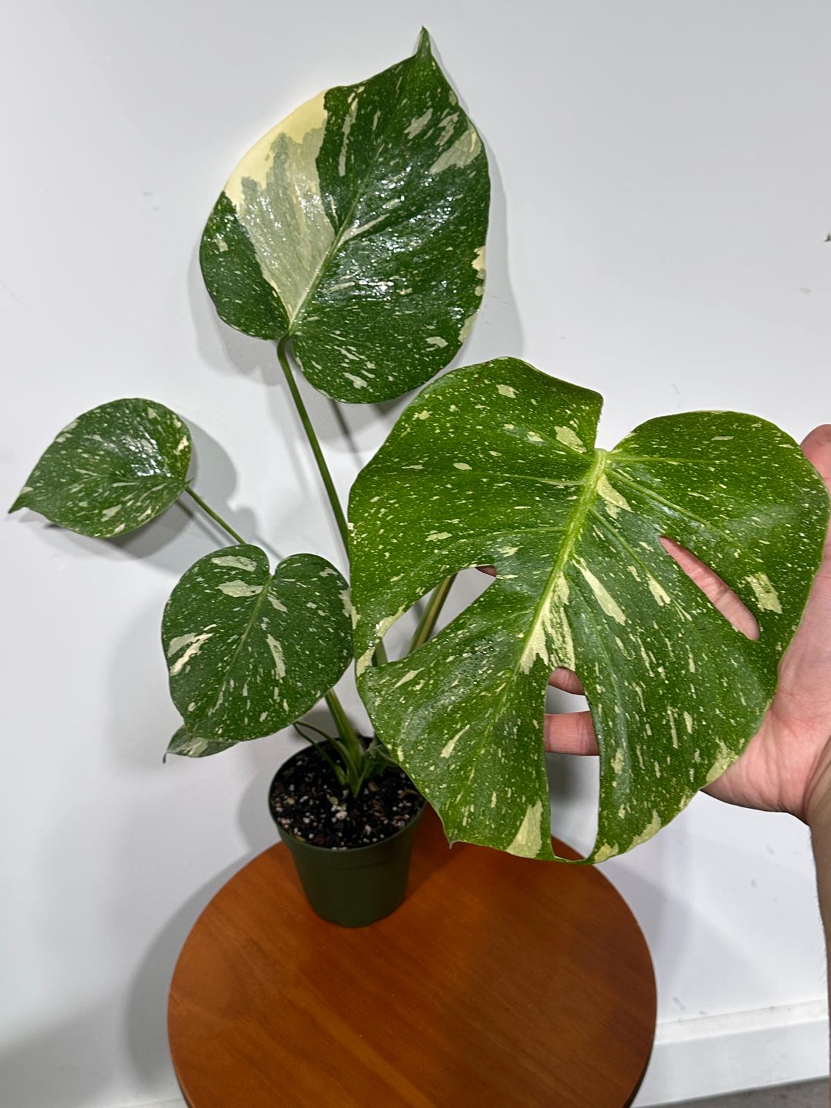 Monstera Thai Constellation in 4" Grow Pot - Live Tropical Aroid Plant - Perfect Houseplant - Variegated Indoor Plant for Gift - Rooted Plant