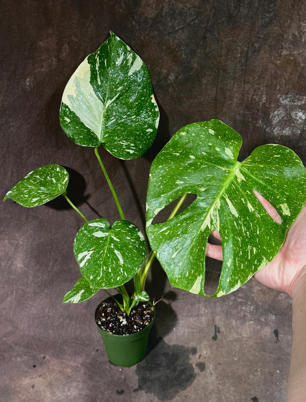 Monstera Thai Constellation in 4" Grow Pot - Live Tropical Aroid Plant - Perfect Houseplant - Variegated Indoor Plant for Gift - Rooted Plant