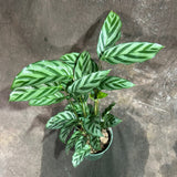Calathea Leopard in a 4” Grow Pot - Calathea Leopardina - Starter Plant - Air Purifier Houseplant - Easy Care Plant - Low Maintenance Indoor Plant