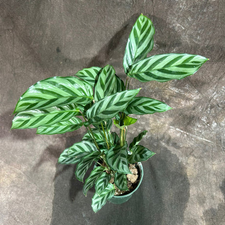 Calathea Leopard in a 4” Grow Pot - Calathea Leopardina - Starter Plant - Air Purifier Houseplant - Easy Care Plant - Low Maintenance Indoor Plant