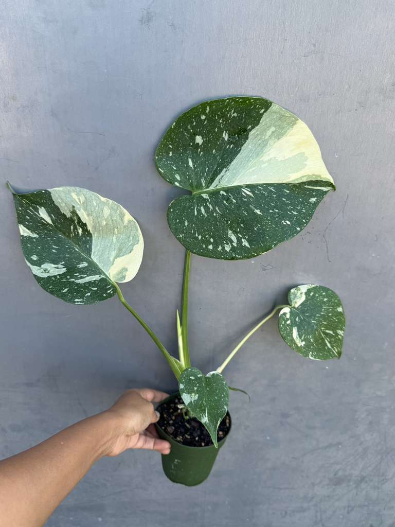 Monstera Deliciousa "Thai Constellation" in 4" Grow Pot - Live Tropical Aroid Plant - Perfect Houseplant - Variegated Indoor Plant for Gift